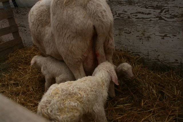 2014 start lambing 02 09 039