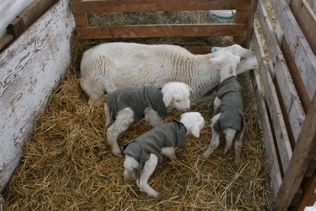 2014 start lambing 02 09 046