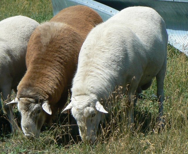 JJCM 4T Red Bull MISH Katahdins