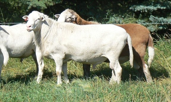 JJCM 796U (Silent Sam) and JJCM 4T (Red Bull) MISH Katahdins