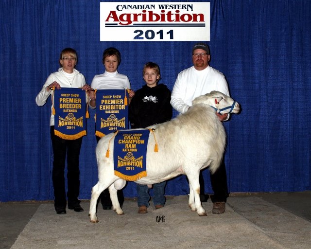 JJCM 796U 2011 Grand Champion Ram (3)